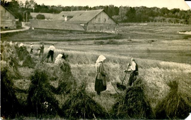 Javapjūtė Rokiškio dvare. RKM-11652
