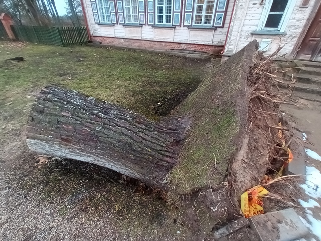 Nuvirtęs medis atskleidė paslaptį