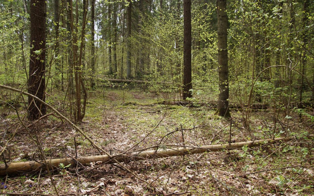 Holokausto aukų sušaudymo ir užkasimo vietai suteikta teisinė apsauga
